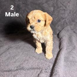 Cavalier King Charles Spaniel and Miniature Schnauzer Puppies from Lennox Thompson
