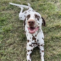 Liv - Dalmatian