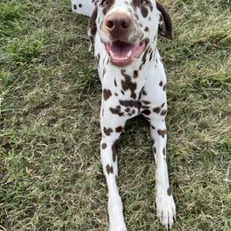 Liv - Dalmatian