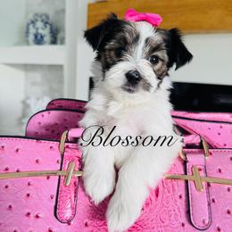 Blossom - Black & tan tri-color female Morkie puppy in Deltona, Florida from Pink Purse Designer Breeds