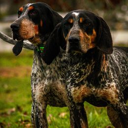 Bluetick Coonhounds, Poodles, and Treeing Walker Coonhounds from McKenzie Sharp