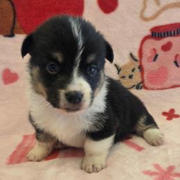 Bridget - White and black female Pembroke Welsh Corgi puppy in Madera, California from RRR Corgis