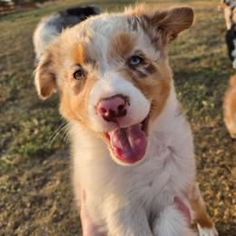 Cinnamon (Blue) - Red merle female Australian Shepherd puppy in Vona, Colorado from Dyna Aussies