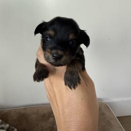 Bonnie - Black and tan female Yorkshire Terrier puppy in Elk Ridge, Utah from Janita's Yorkshire Terriers