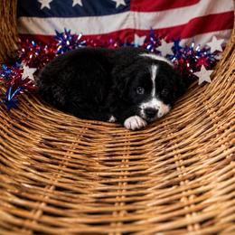 Australian Shepherd puppies from Solis Performance Horses & Australian Shepherds