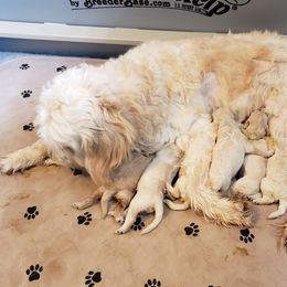 Goldendoodle Puppies from Toneytails Doodles