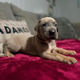 Chrome - Blue male Great Dane puppy in Jerusalem, Arkansas from Mara Danes