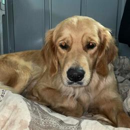 Anaa - Golden Retriever