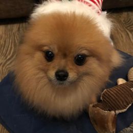 Papillons and Pomeranians from Mama's Pride Poms and Paps