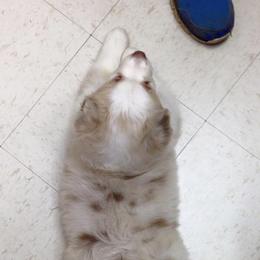 Australian Shepherd Puppies from NorthRidge Australian Shepherds