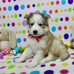 Haru - Gray and white female Siberian Husky puppy in Lunenburg, Vermont from SNOW WOOLY HUSKY