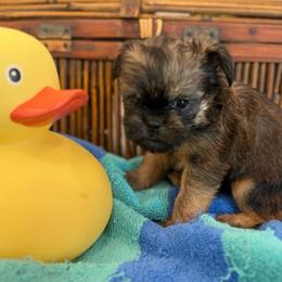 Cody (red) - Red male Brussels Griffon puppy in Brooks, Georgia from Brooks Berner Bears & Brussels Griffons