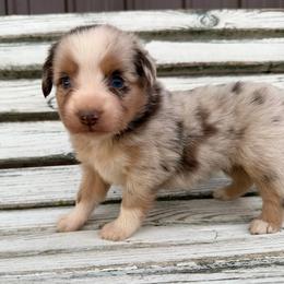 Hazelnut - Red merle female Miniature Australian Shepherd puppy in Licking, Missouri from Burnett Aussies
