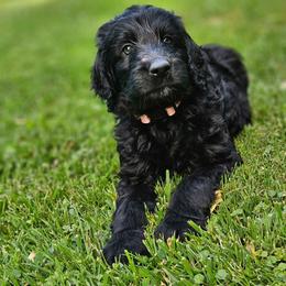 Dolly - Black female Double Doodle puppy in Jeddo, Michigan from Bert's Doodles