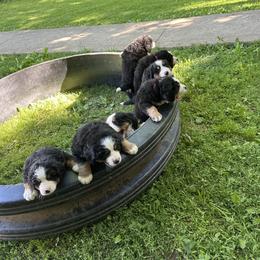 Ranger OFA - Black rust and white male Bernese Mountain Dog puppy in Strasburg, Ohio from Lois Allison