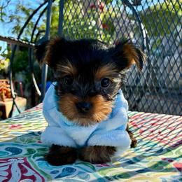 Gideon - Black and tan male Yorkshire Terrier puppy in Yuma, Arizona from Yuma Yorkie