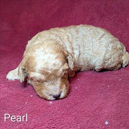 Pearl - Buff and white female Cockapoo puppy in Sunset, Louisiana from Cano Cockapoos