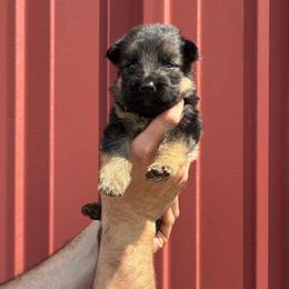 Bandit (black collar) - Black and red male German Shepherd puppy in Union City, Ohio from God’s Gifts German Shepherds
