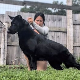 Drusilla - German Shepherd