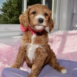 Bernedoodle and Goldendoodle Puppies from Above and Beyond Standards