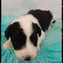 Beefaroni - Black and white male Sheepadoodle puppy in Farley, Iowa from Iowa's Doodle Co.