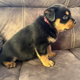 Isis - Black and tan female Rottweiler puppy in Newfoundland, Pennsylvania from Poconopaws