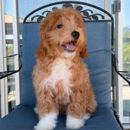 Blu - Red  male Goldendoodle puppy in Tucson, Arizona from Adored Poodle & Doodles