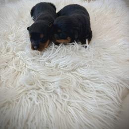 Bric - Black and mahogany male Rottweiler puppy in Parker, Colorado from Denver Rotties