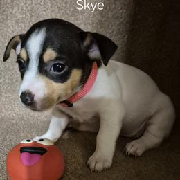 Skye - White and black female Teddy Roosevelt Terrier puppy in Murray, Kentucky from Froschwald German Shepherds and Xanadu Teddy Roosevelt Terriers