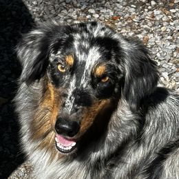 Molli - Australian Shepherd