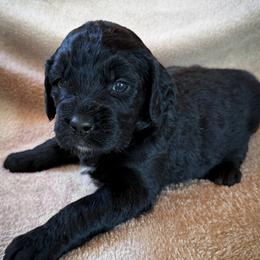 Dawn - Black and white female Bernedoodle puppy in Grant City, Missouri from Timberline Paws