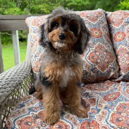 Beth - Merle female Cavapoo puppy in Beckley, West Virginia from Autumn Poodles/Doodles
