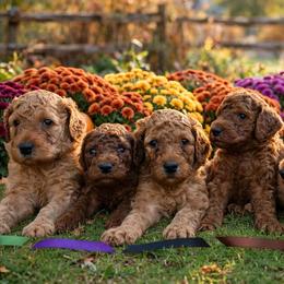 Boy 1 - Red  male Poodle puppy in Mc Henry, Illinois from Sunset Maple Poodles
