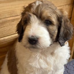 Martina 2 - Orange and white female Saint Berdoodle puppy in San Antonio, Texas from Mammoth Doodles