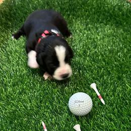 Tiger - Black & white male Toy Australian Shepherd puppy in Nemo, Texas from Fairway Furries