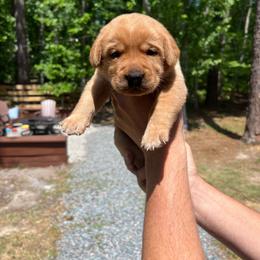 Blaze - Yellow male Labrador Retriever puppy in Carthage, North Carolina from Wicked Pines Retrievers