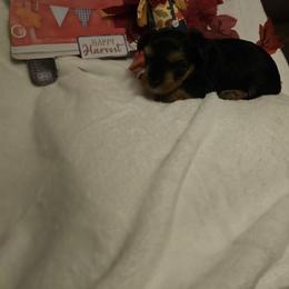 Josie - Black and tan female Yorkshire Terrier puppy in Galax, Virginia from Blueberry Hill Yorkies