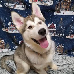 Tsiya Otter - male Native American Indian Dog puppy in Weedsport, New York from Paw Wow Medicine Dogs