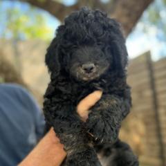 Toto - Goldendoodle puppy from Simply Doodles Ojai