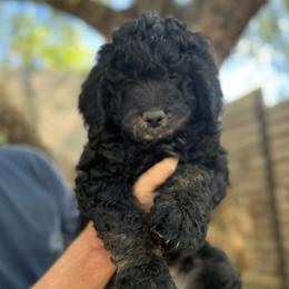 Toto - Goldendoodle puppy from Simply Doodles Ojai