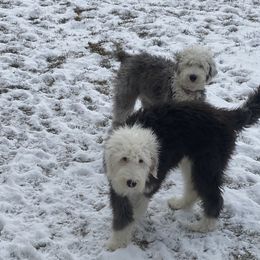 Old English Sheepdog Puppies from Heavinly Blessings Farm Pups - Old English Sheepdog Puppies