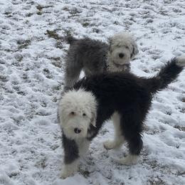 Old English Sheepdog Puppies from Heavinly Blessings Farm Pups - Old English Sheepdog Puppies