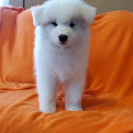 Samoyed Puppies from Limelight Samoyeds