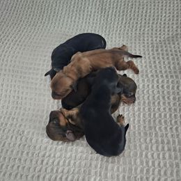 Dachshund puppies from T&J Lovable Long-Haired AKC Dachshunds
