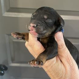 Blue - Tri-color male Bernedoodle puppy in Medina, Ohio from Farmer Doodles