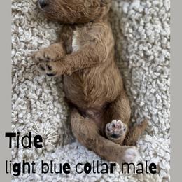 Tide - Apricot male Goldendoodle puppy in Inez, Texas from Heavenly H Doodles