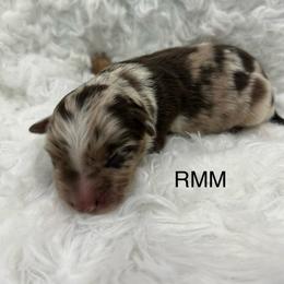 Boy 4 - Red merle male Miniature Australian Shepherd puppy in Roseville, California from Golden State Mini Aussies