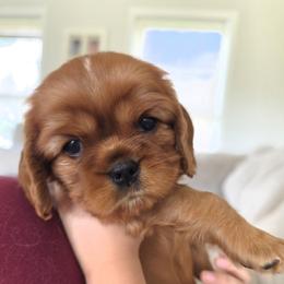 Ireland - Ruby female Cavalier King Charles Spaniel puppy in Le Roy, New York from Heirloom Cavaliers