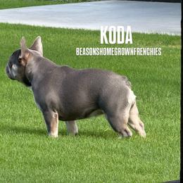 Koda - French Bulldog