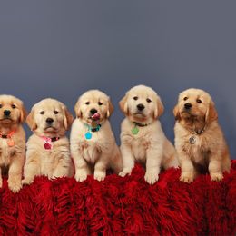Golden Retriever Puppies from Moxy Goldens